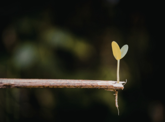 There are many variations of Lorem Ipsum available